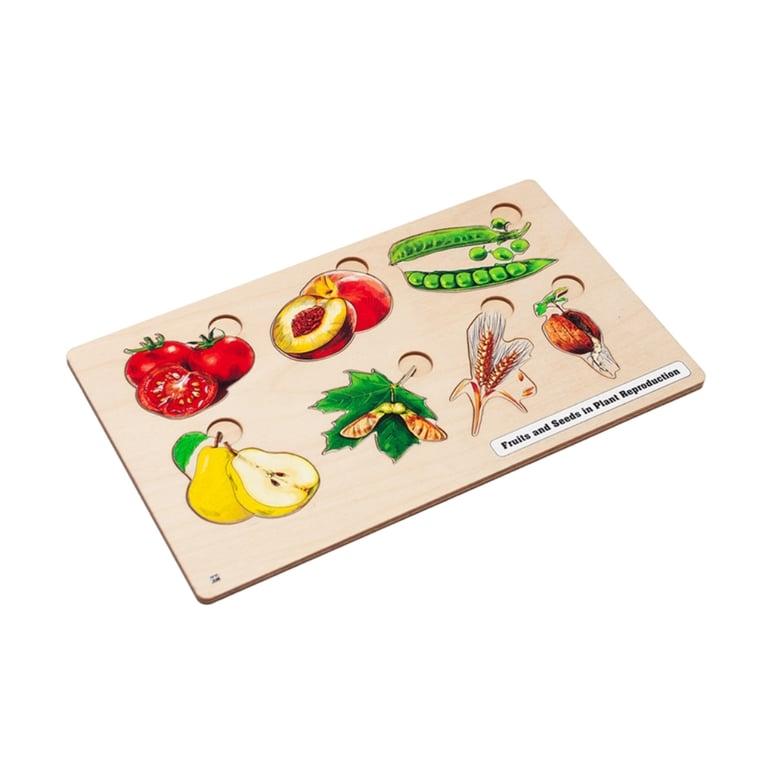 Montessori Alison's Montessori Fruit & Zaden in Planten Reproductie Puzzel